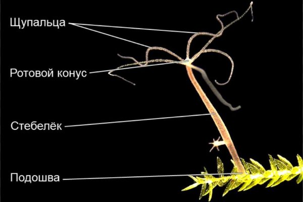 Кракен официальный сайт krakens13 at